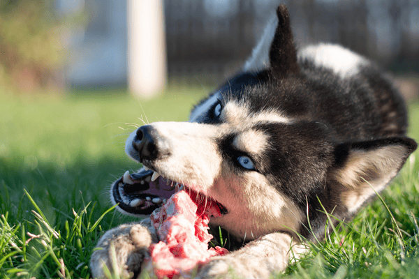 husky-trhá-mäso-zubami